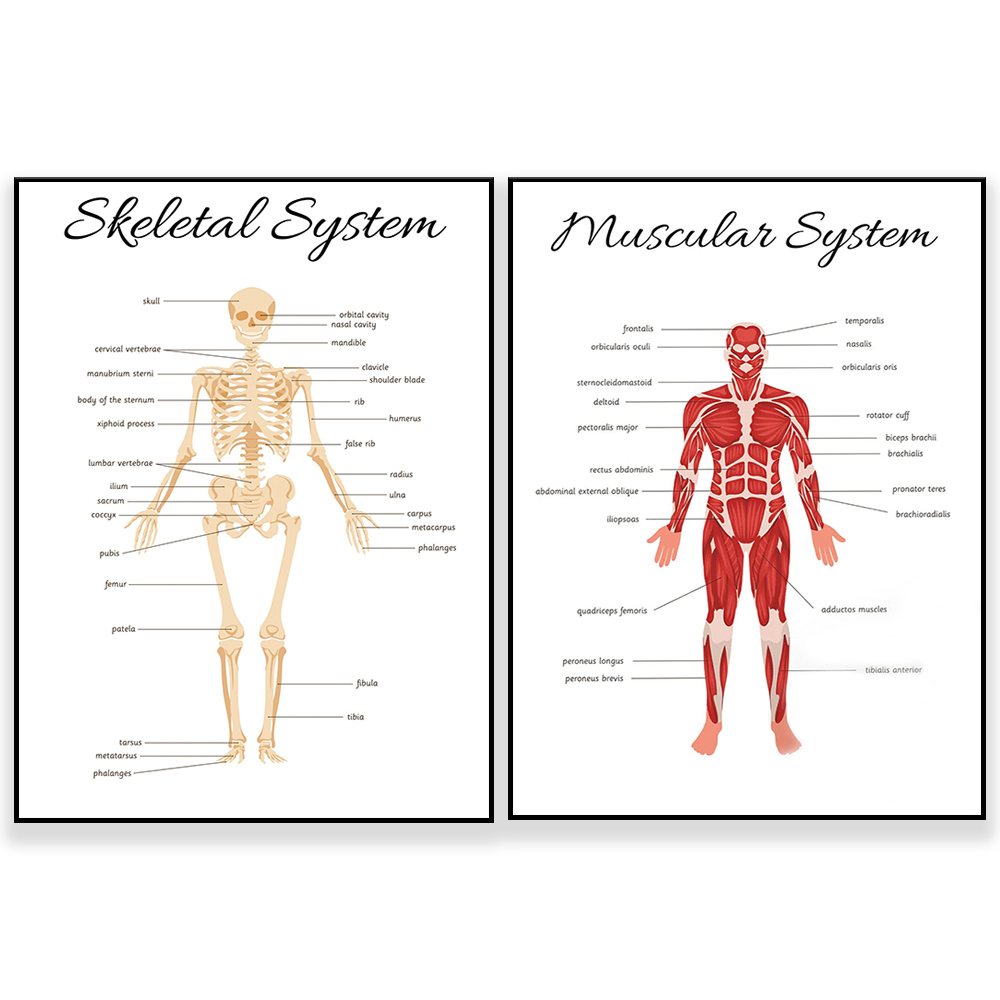 SKELETAL SYSTEM •   Educationa - Kids Education System review and price